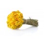 Immortelle fleur