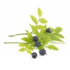 Myrtille gélules de poudre de fruit 235mg