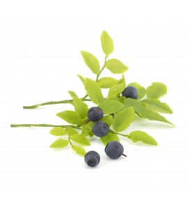 Myrtille gélules de fruit 320mg