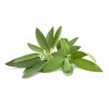 Sauge BIO feuille