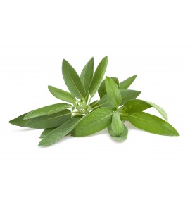 Sauge BIO feuille