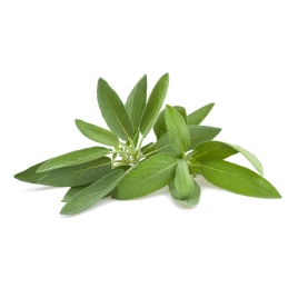 Sauge gélules poudre 220mg