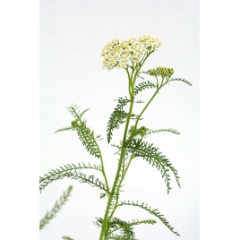 Millefeuille Achillée fleur