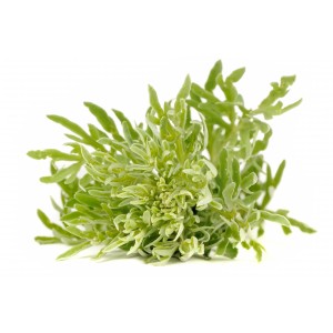 Armoise blanche feuille