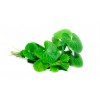 Centella gélules poudre totale  Gotu Kola 220mg