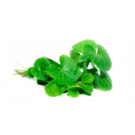 Centella gélules poudre totale Gotu Kola 220mg
