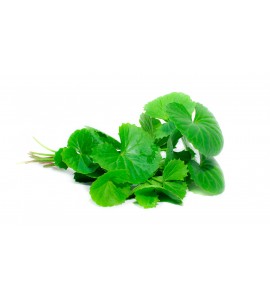 Centella Hydrocotyle plante (Gotu Kola)