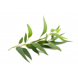 Eucalyptus BIO feuille coupées