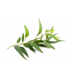 Eucalyptus BIO feuille