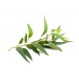 Eucalyptus gélules poudre 230mg