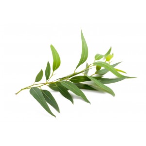 Eucalyptus radiata BIO HECT