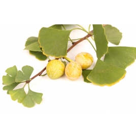 Ginkgo biloba poudre