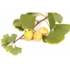 Ginkgo gélules feuille poudre 200mg