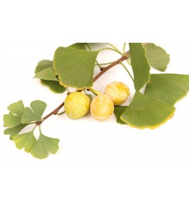 Ginkgo gélules feuille poudre 200mg