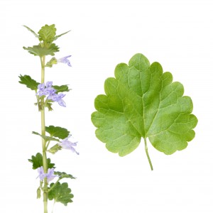 Lierre terrestre plante