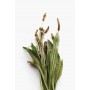 Plantain gélules poudre 200mg