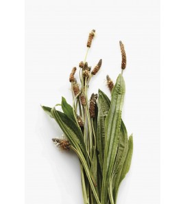 Plantain gélules poudre 200mg