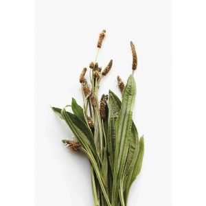 Plantain lancéolé bio feuille