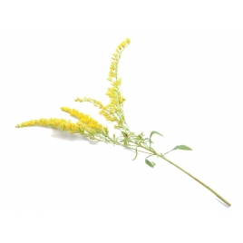 Verge d'or Solidage plante