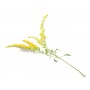Verge d'or Solidage  plante