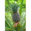 Ananas gélules de poudre de tige 235mg