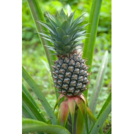 Ananas gélules de poudre de tige 235mg