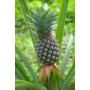 Ananas gélules de poudre de tige 235mg