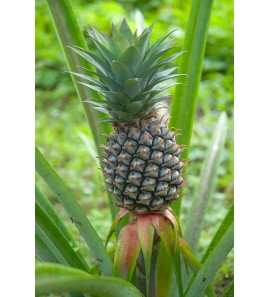 Ananas gélules de poudre de tige 235mg