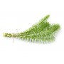 Prêle BIO plante