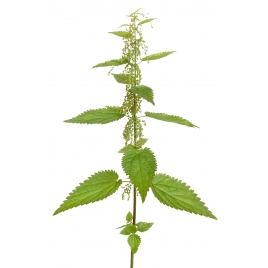 Ortie gélules poudre de feuille 200mg