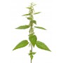 Ortie piquante BIO feuille