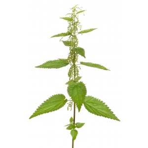 Ortie piquante feuille poudre