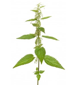Ortie piquante feuille poudre