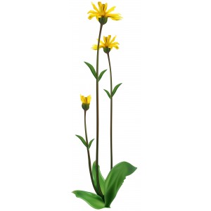Arnica de culture fleur
