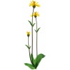 Arnique - Arnica montana Extrait Alcoolique BIO