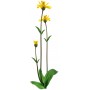 Arnique - Arnica montana Extrait Alcoolique BIO
