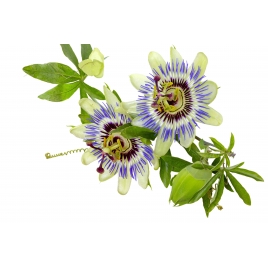 Passiflore gélules poudre 230mg