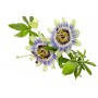 Passiflore plante