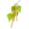 Bouleau BIO feuille