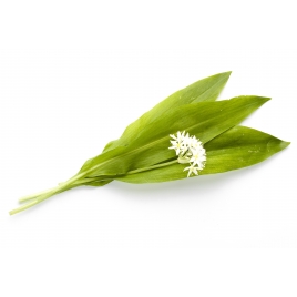 Ail des Ours plante