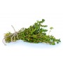Thym de Provence feuille