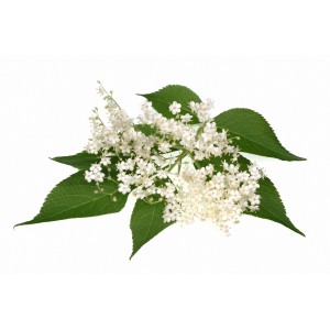 Sureau fleur BIO