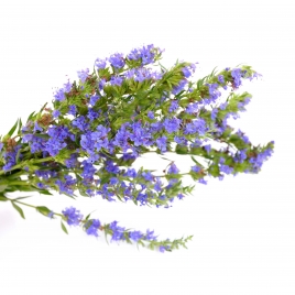 Hysope BIO sommité fleurie