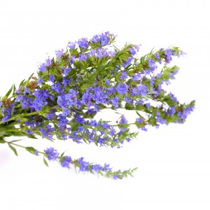 Hysope BIO sommité fleurie