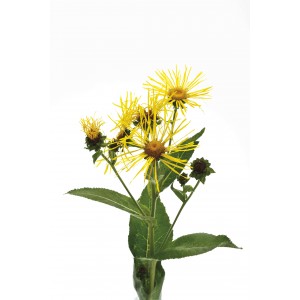 Inule odorante BIO HECT