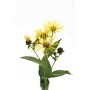 Inule odorante BIO HECT