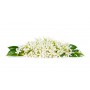 Néroli fleur HE pure