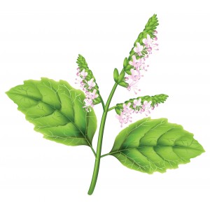 Patchouli BIO HECT