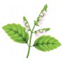 Patchouli BIO HECT