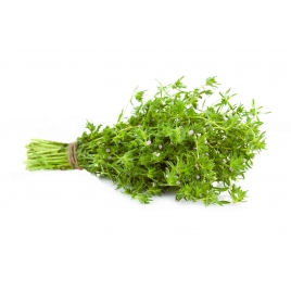 Serpolet BIO feuille